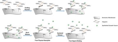 Heparin-Modified Amniotic Membrane Combined With Growth Factors for Promoting Corneal Wound Healing After Alkali Burn